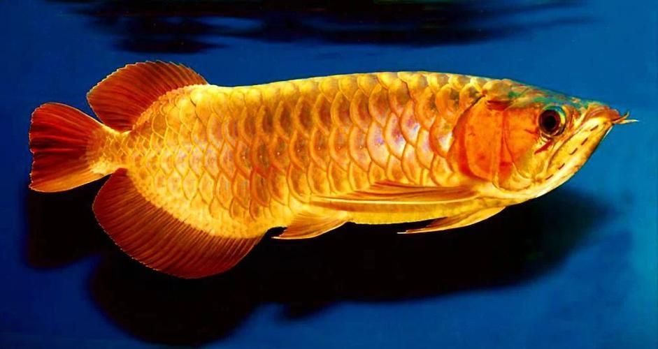能提供更多九龍魚的圖片嗎？