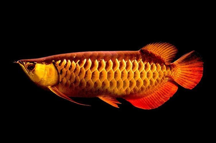 能提供更多九龍魚的圖片嗎？