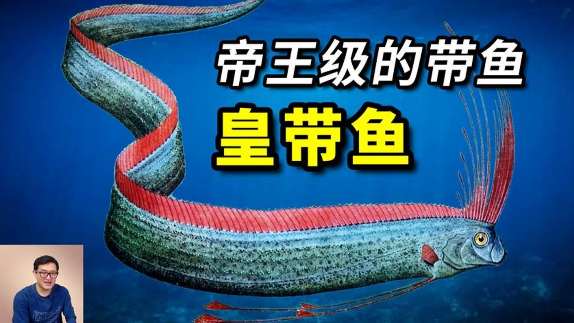 如何區分皇帶魚和巨魾，如何區分皇帶魚和巨[需手動填充] 如何區分皇帶魚和巨魾，如何區分皇帶魚和巨[需手動填充] 龍魚百科 第2張