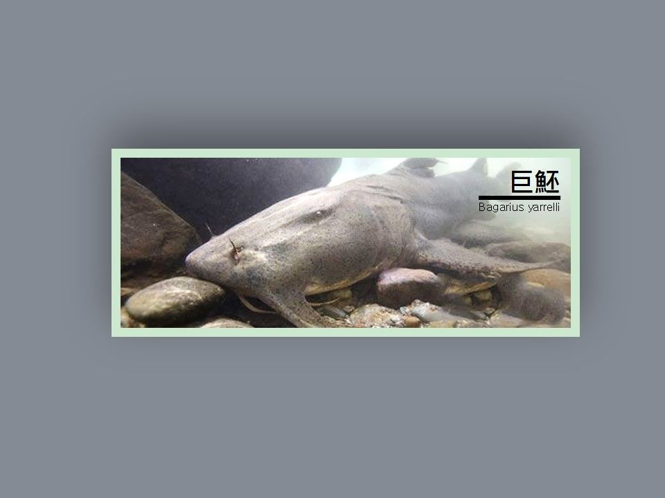 如何區分皇帶魚和巨魾，如何區分皇帶魚和巨[需手動填充] 如何區分皇帶魚和巨魾，如何區分皇帶魚和巨[需手動填充] 龍魚百科 第1張