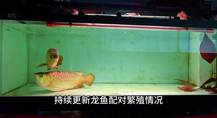 萬隆萬龍魚苗的繁殖方法是什么?,萬隆萬龍魚苗的繁殖技術 龍魚百科 第2張 萬隆萬龍魚苗的繁殖方法是什么?,萬隆萬龍魚苗的繁殖技術 萬隆萬龍魚苗的繁殖方法是什么?,萬隆萬龍魚苗的繁殖技術 龍魚百科 第2張