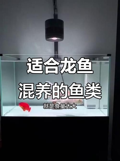 萬隆萬龍魚苗的繁殖方法是什么?,萬隆萬龍魚苗的繁殖技術 龍魚百科 第6張 萬隆萬龍魚苗的繁殖方法是什么?,萬隆萬龍魚苗的繁殖技術 萬隆萬龍魚苗的繁殖方法是什么?,萬隆萬龍魚苗的繁殖技術 龍魚百科 第6張