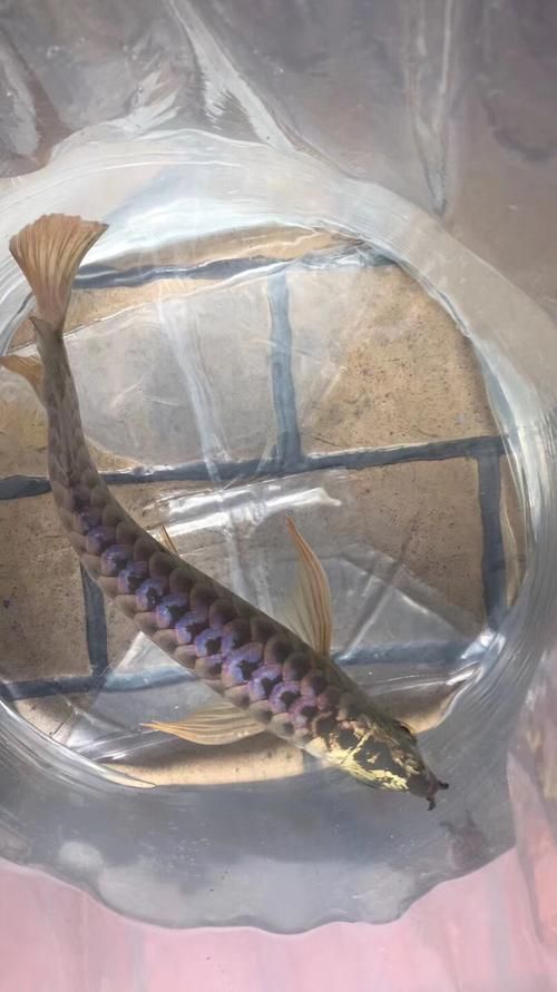 立達金龍魚哪個型號最受歡迎?,立達金龍魚哪個品牌最受歡迎 龍魚百科 第6張 立達金龍魚哪個型號最受歡迎?,立達金龍魚哪個品牌最受歡迎 立達金龍魚哪個型號最受歡迎?,立達金龍魚哪個品牌最受歡迎 龍魚百科 第6張