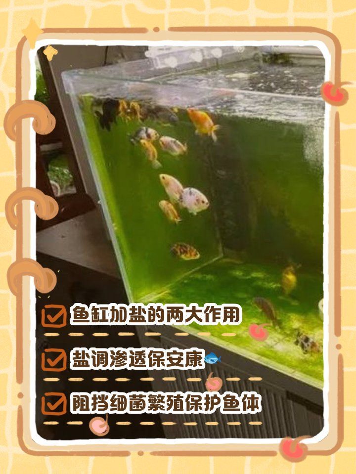 魚缸加鹽后多久換水，魚缸加鹽后換水的頻率取決于多種因素 魚缸加鹽后多久換水，魚缸加鹽后換水的頻率取決于多種因素 龍魚百科 第1張