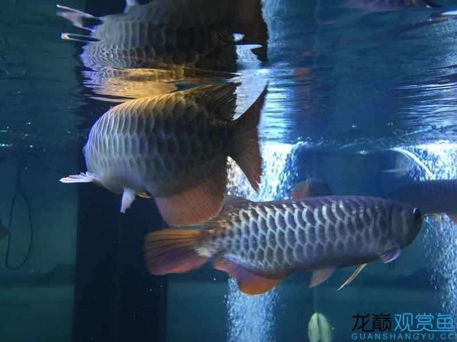 李亞四龍魚有哪些熱門品種？，李亞四龍魚品種鑒別指南 李亞四龍魚有哪些熱門品種？，李亞四龍魚品種鑒別指南 龍魚百科 第7張
