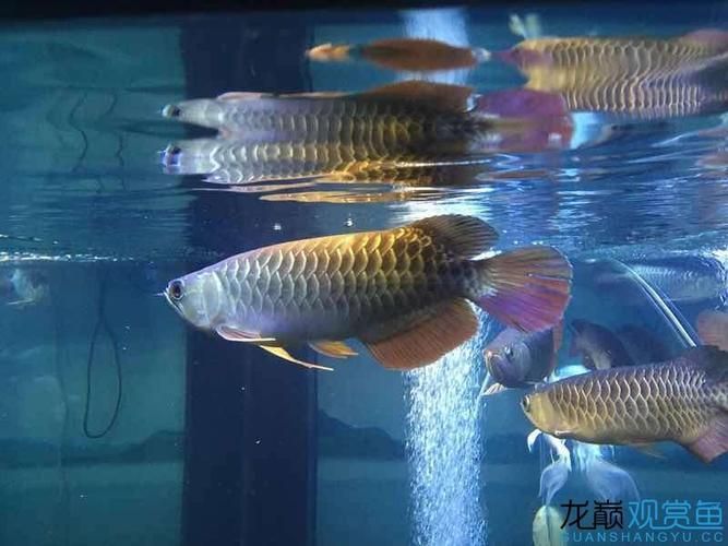 李亞四龍魚有哪些熱門品種？，李亞四龍魚品種鑒別指南 李亞四龍魚有哪些熱門品種？，李亞四龍魚品種鑒別指南 龍魚百科 第8張