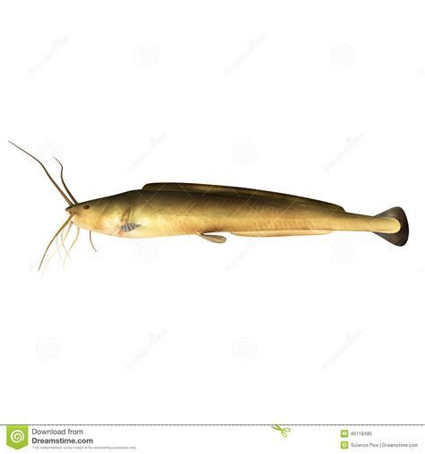金龍魚受傷了翻身是怎么回事，金龍魚受傷后翻身是怎么回事金龍魚受傷翻身是怎么回事 金龍魚受傷了翻身是怎么回事，金龍魚受傷后翻身是怎么回事金龍魚受傷翻身是怎么回事 龍魚百科 第2張