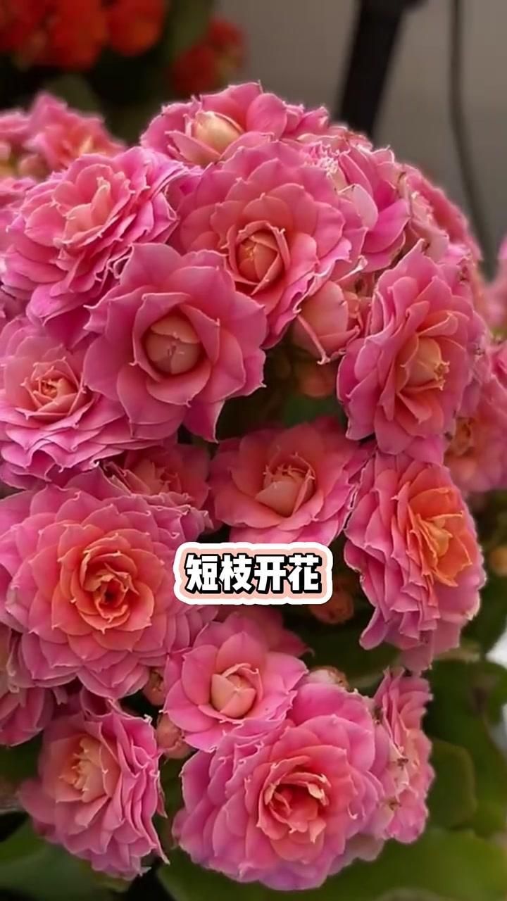 長壽花有哪些常見品種？，長壽花中常見的10種常見品種，花期較長， 長壽花有哪些常見品種？，長壽花中常見的10種常見品種，花期較長， 龍魚百科