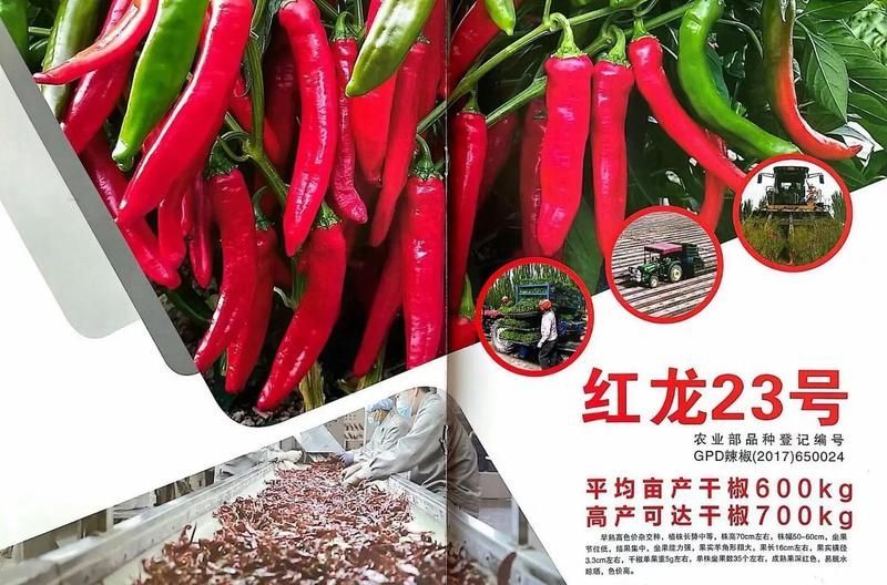 紅龍辣椒的特點是什么 紅龍辣椒的特點是什么 龍魚百科 第3張
