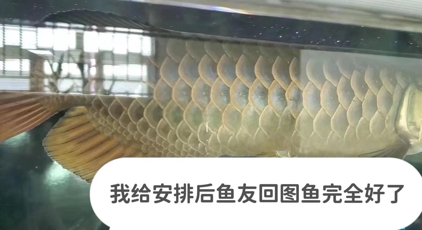 龍魚(yú)潰爛后如何判斷是否好轉(zhuǎn)？ 龍魚(yú)潰爛后如何判斷是否好轉(zhuǎn)？ 龍魚(yú)百科 第8張