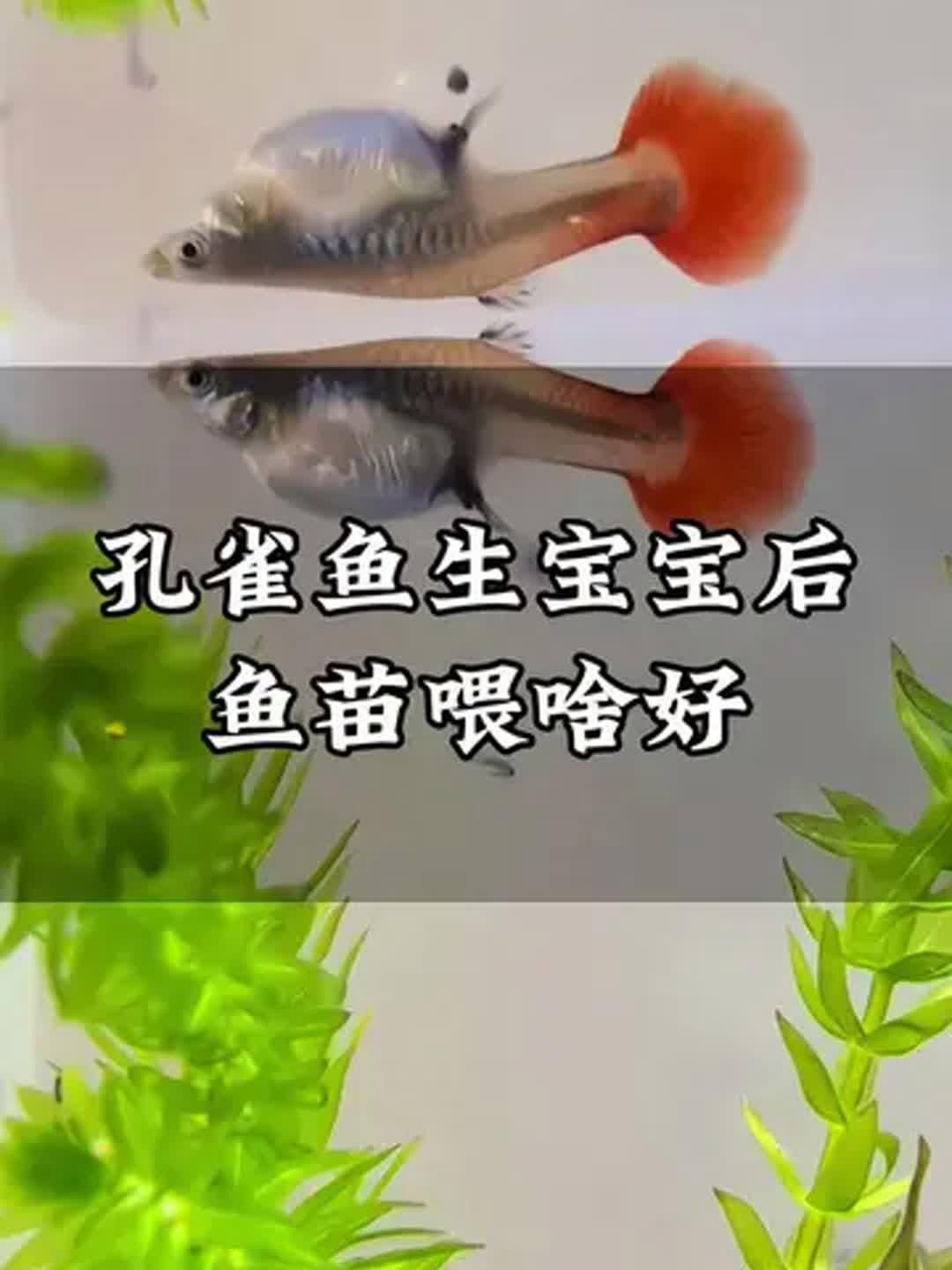孔雀魚幼魚飼料推薦，孔雀魚幼魚飼料的選擇對于其健康成長至關重要 孔雀魚幼魚飼料推薦，孔雀魚幼魚飼料的選擇對于其健康成長至關重要 龍魚百科 第2張