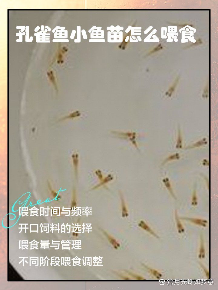 孔雀魚幼魚飼料推薦，孔雀魚幼魚飼料的選擇對于其健康成長至關重要 孔雀魚幼魚飼料推薦，孔雀魚幼魚飼料的選擇對于其健康成長至關重要 龍魚百科 第1張