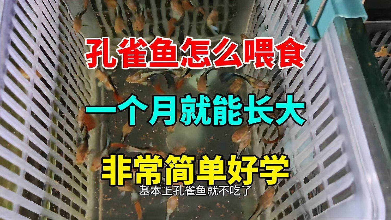 孔雀魚幼魚飼料推薦，孔雀魚幼魚飼料的選擇對于其健康成長至關重要 孔雀魚幼魚飼料推薦，孔雀魚幼魚飼料的選擇對于其健康成長至關重要 龍魚百科 第3張
