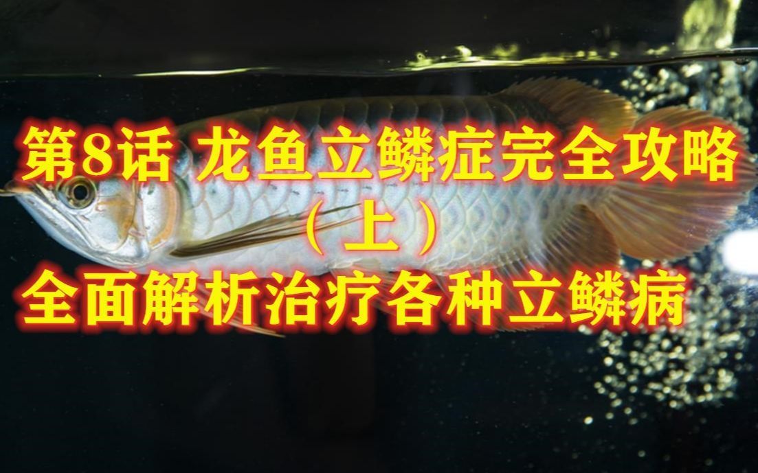 如何區分龍魚的立鱗病和其他疾?。?></a><h4 class=