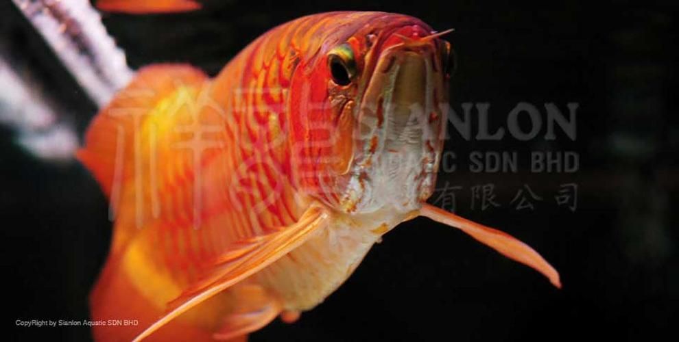 祥龍魚場有龍魚配魚的圖片嗎?,祥龍魚場的龍魚配魚圖片 龍魚百科 第12張 祥龍魚場有龍魚配魚的圖片嗎?,祥龍魚場的龍魚配魚圖片 祥龍魚場有龍魚配魚的圖片嗎?,祥龍魚場的龍魚配魚圖片 龍魚百科 第12張