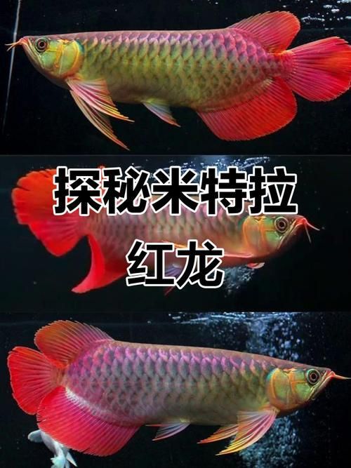 推薦一些紅龍魚屏保壁紙，紅龍魚屏保壁紙推薦與搭配 推薦一些紅龍魚屏保壁紙，紅龍魚屏保壁紙推薦與搭配 龍魚百科 第3張