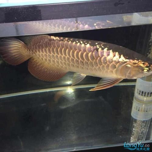 過背金龍的市場價格如何，過背金龍魚市場價格如何過背金龍魚選購避坑指南 過背金龍的市場價格如何，過背金龍魚市場價格如何過背金龍魚選購避坑指南 龍魚百科 第14張