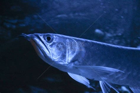 燈光暗養對所有龍魚都有效嗎？ 燈光暗養對所有龍魚都有效嗎？ 龍魚百科 第1張