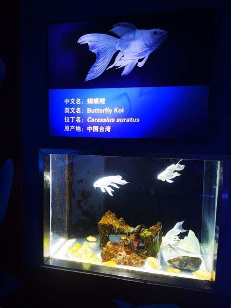 燈光暗養對所有龍魚都有效嗎？ 燈光暗養對所有龍魚都有效嗎？ 龍魚百科 第2張