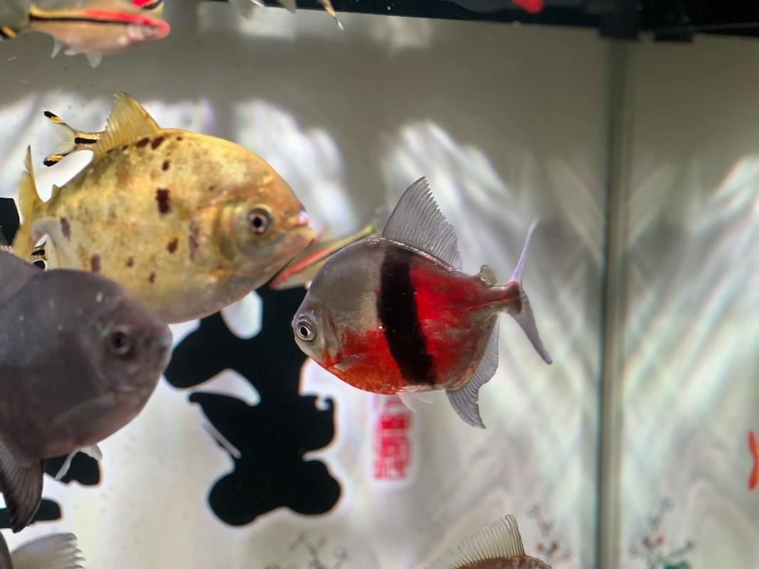紅魔王銀版魚，“紅魔王銀版魚”