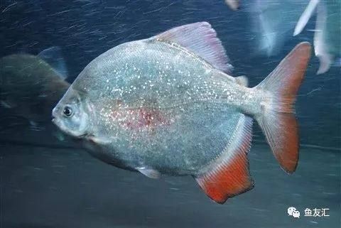 紅魔王銀版魚，“紅魔王銀版魚” 紅魔王銀版魚，“紅魔王銀版魚” 龍魚百科 第6張
