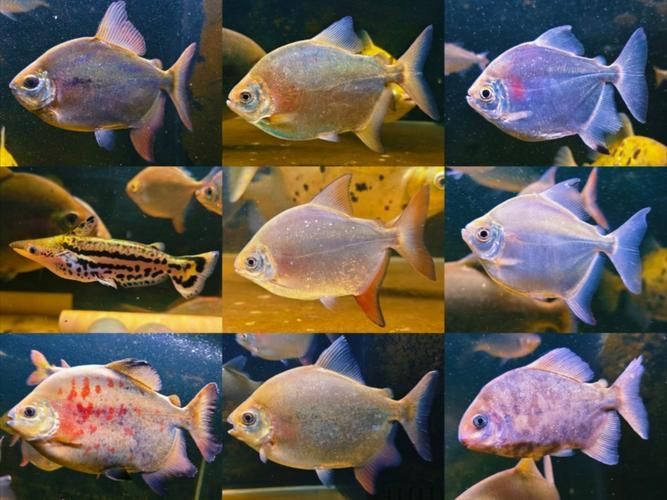 紅魔王銀版魚，“紅魔王銀版魚” 紅魔王銀版魚，“紅魔王銀版魚” 龍魚百科 第4張