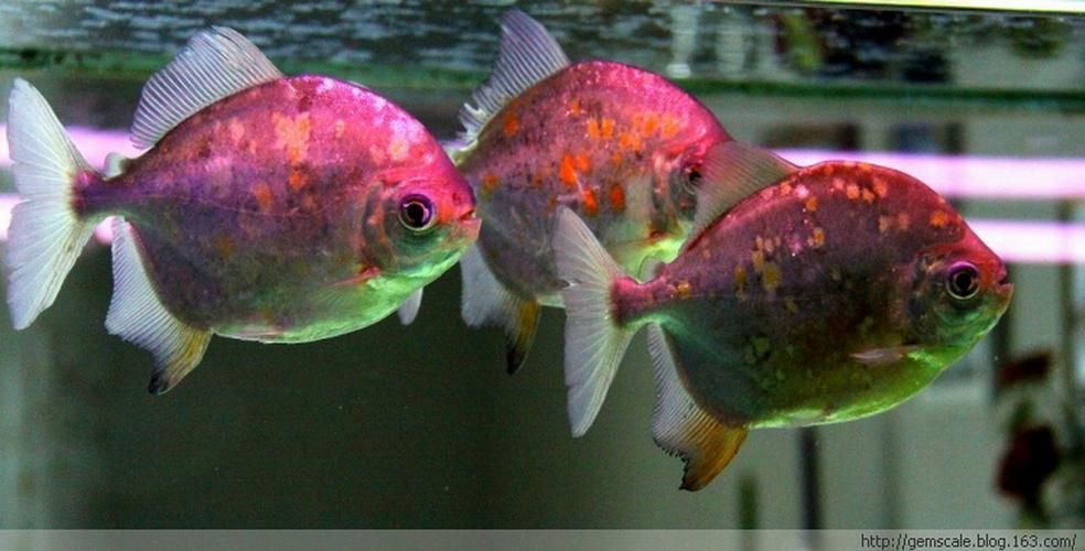 紅魔王銀版魚，“紅魔王銀版魚” 紅魔王銀版魚，“紅魔王銀版魚” 龍魚百科 第5張