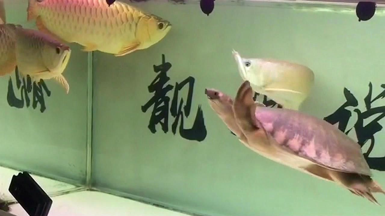 如何早期發現龍魚凸眼病，如何早期發現龍魚凸眼病，如何預防龍魚凸眼病的發生 如何早期發現龍魚凸眼病，如何早期發現龍魚凸眼病，如何預防龍魚凸眼病的發生 龍魚百科 第2張