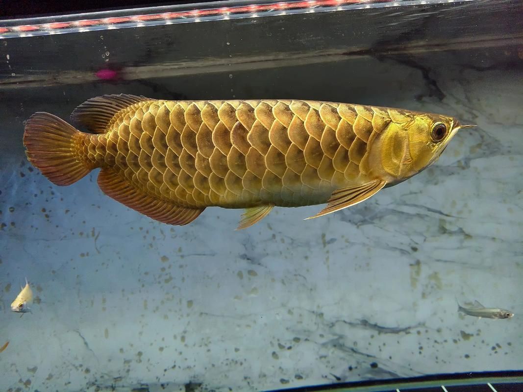 哪種龍魚品種最具收藏價值，紅龍魚一種在水族館中 哪種龍魚品種最具收藏價值，紅龍魚一種在水族館中 龍魚百科 第12張