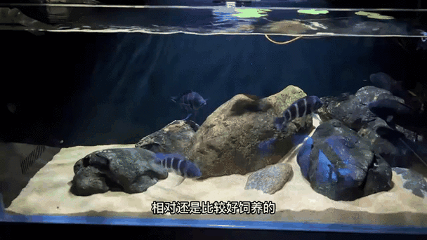 如何延長薩伊藍魚的壽命？，如何延長薩伊藍魚壽命