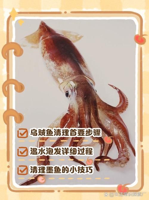 給我一些安全處理魚的圖片示例 龍魚百科 第5張 給我一些安全處理魚的圖片示例 給我一些安全處理魚的圖片示例 龍魚百科 第5張
