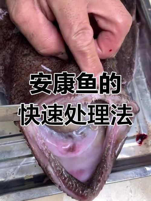 給我一些安全處理魚的圖片示例 龍魚百科 第1張 給我一些安全處理魚的圖片示例 給我一些安全處理魚的圖片示例 龍魚百科 第1張