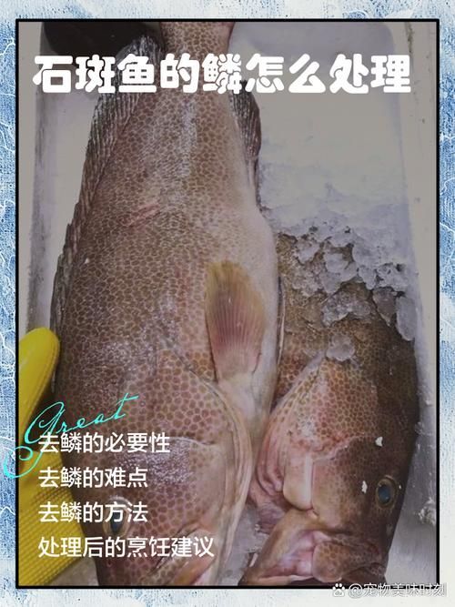 給我一些安全處理魚的圖片示例 給我一些安全處理魚的圖片示例 龍魚百科 第18張