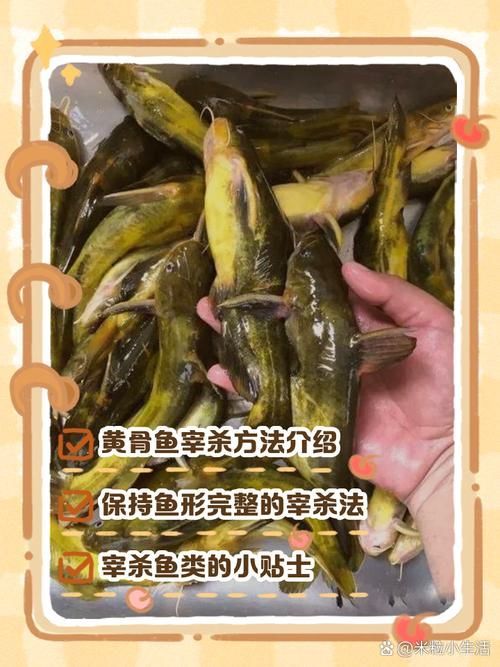 給我一些安全處理魚的圖片示例 龍魚百科 第10張 給我一些安全處理魚的圖片示例 給我一些安全處理魚的圖片示例 龍魚百科 第10張