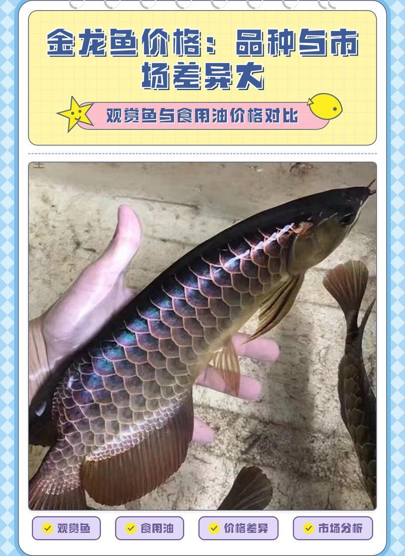 高品質金龍魚的價格是多少，金龍魚的價格是多少 高品質金龍魚的價格是多少，金龍魚的價格是多少 龍魚百科 第2張