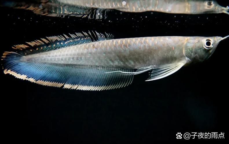 給我推薦一些小紅龍魚的品種，小紅龍魚怎么養？ 給我推薦一些小紅龍魚的品種，小紅龍魚怎么養？ 龍魚百科 第10張