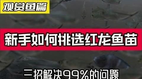 給我推薦一些小紅龍魚的品種，小紅龍魚怎么養？ 給我推薦一些小紅龍魚的品種，小紅龍魚怎么養？ 龍魚百科 第12張