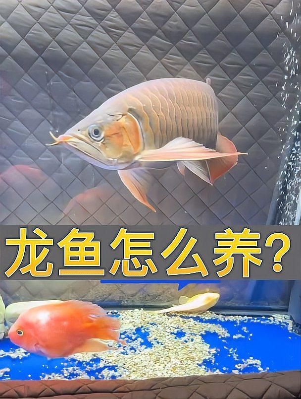 成安龍魚的飼養(yǎng)方法是什么，成安龍魚的飼養(yǎng)方法 成安龍魚的飼養(yǎng)方法是什么，成安龍魚的飼養(yǎng)方法 龍魚百科 第1張