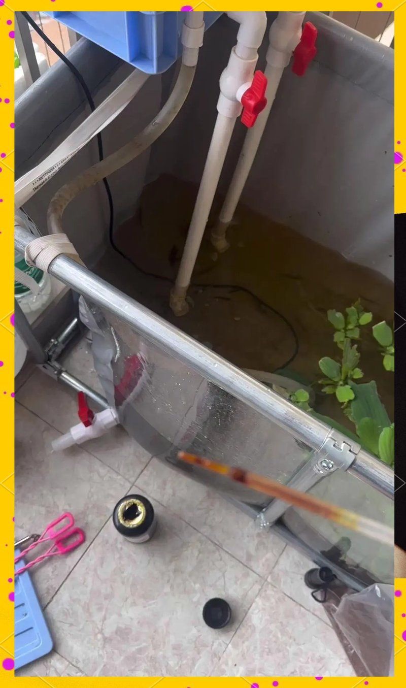 如何預防魚爛身爛尾，如何預防魚爛身爛尾,魚爛身爛尾的根本原因不是“魚生病了” 如何預防魚爛身爛尾，如何預防魚爛身爛尾,魚爛身爛尾的根本原因不是“魚生病了” 龍魚百科 第1張