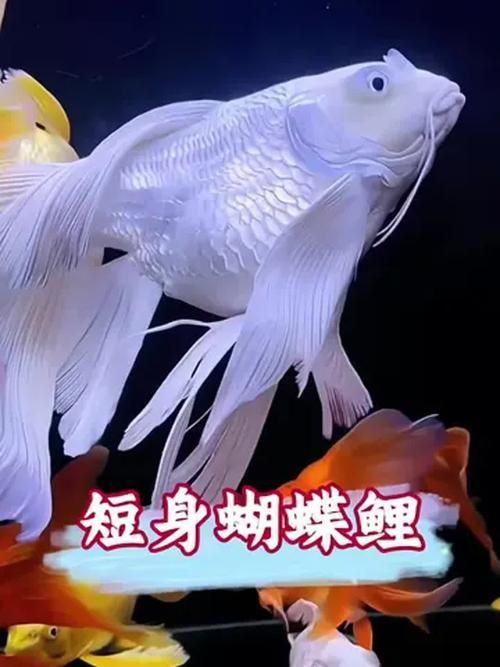 能提供更多蝴蝶鯉的圖片嗎？ 能提供更多蝴蝶鯉的圖片嗎？ 龍魚百科 第8張