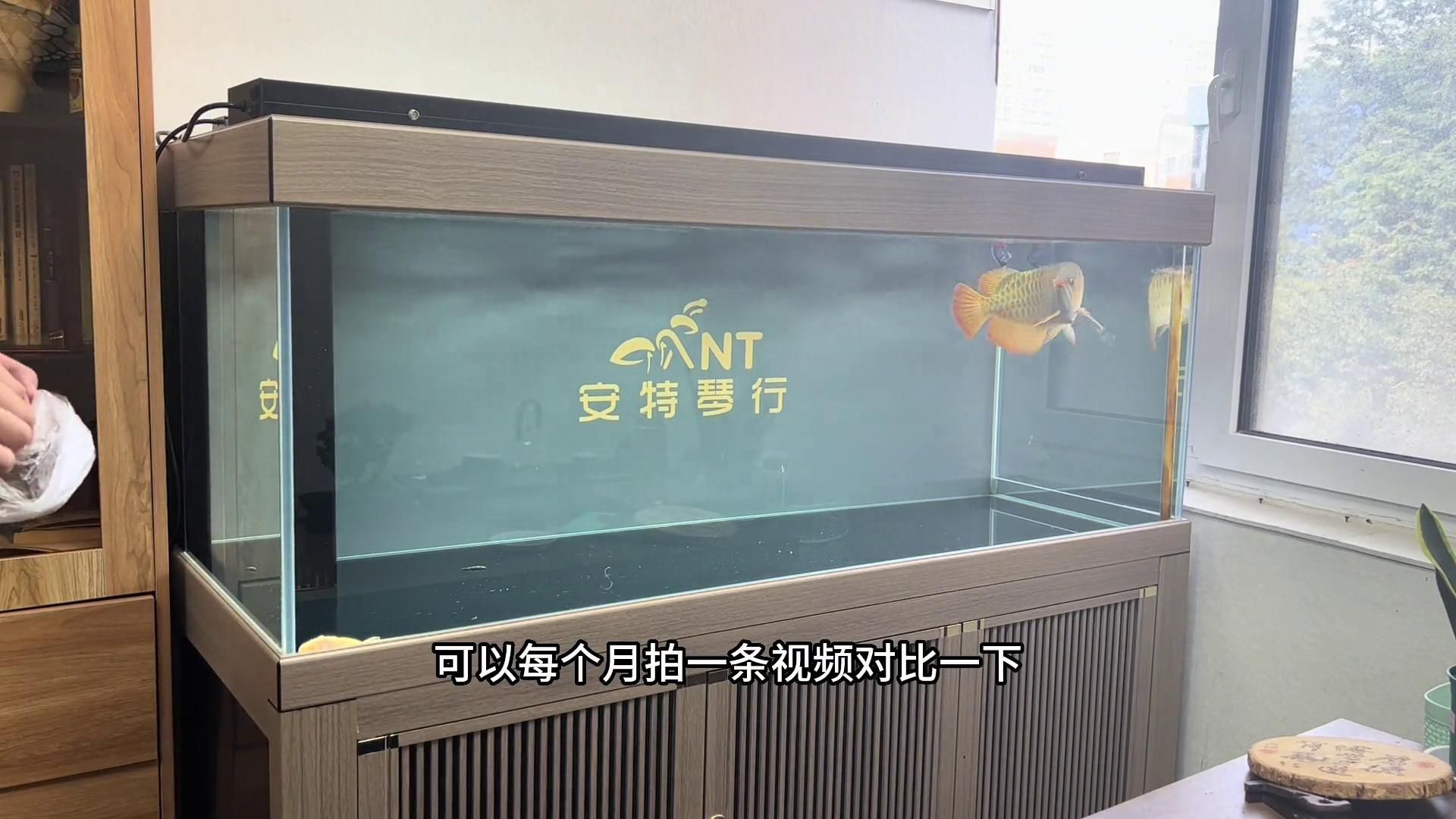 20厘米紅龍魚一次應該喂多少？，20厘米紅龍魚一次應該喂多少，紅龍魚一次應該喂多少 20厘米紅龍魚一次應該喂多少？，20厘米紅龍魚一次應該喂多少，紅龍魚一次應該喂多少 龍魚百科 第2張