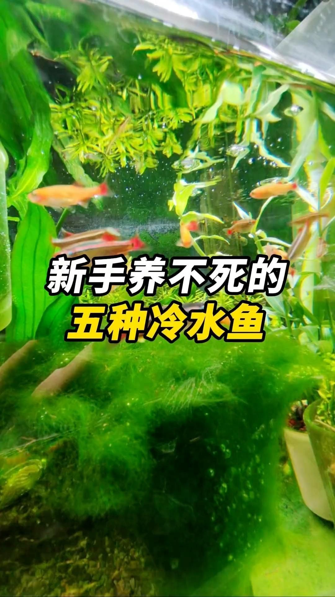 如何選擇適合新手的冷水魚，如何選擇適合新手的冷水魚,對于想入門養(yǎng)魚的新手來說 如何選擇適合新手的冷水魚，如何選擇適合新手的冷水魚,對于想入門養(yǎng)魚的新手來說 龍魚百科 第2張