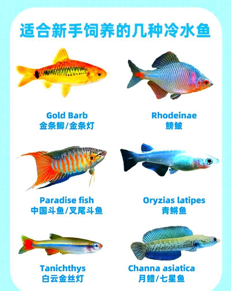 如何選擇適合新手的冷水魚(yú)，如何選擇適合新手的冷水魚(yú),對(duì)于想入門(mén)養(yǎng)魚(yú)的新手來(lái)說(shuō)