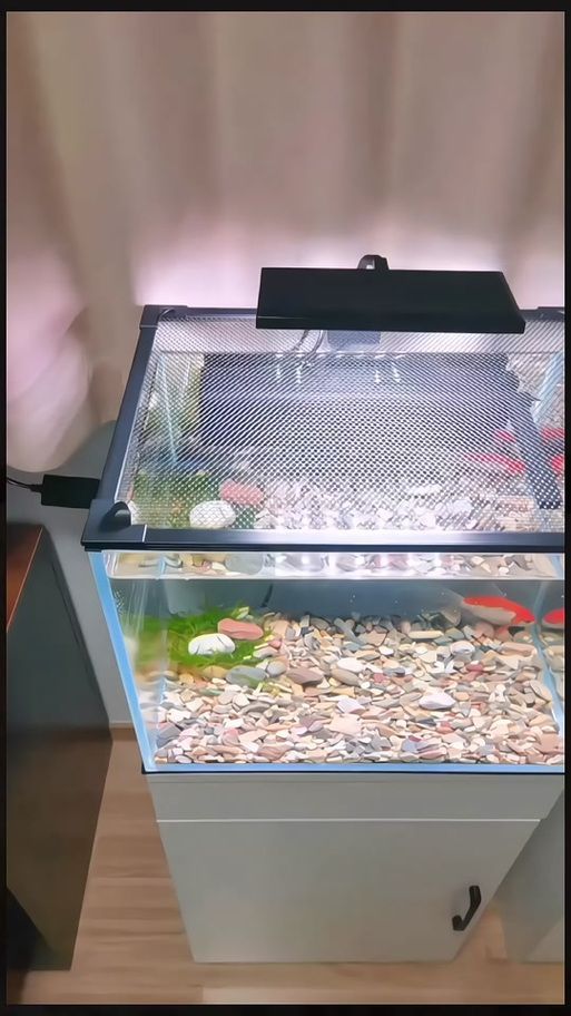 有哪些品牌的龍魚缸蓋推薦?,哪個品牌的龍魚缸蓋性價比最高? 龍魚百科 第15張 有哪些品牌的龍魚缸蓋推薦?,哪個品牌的龍魚缸蓋性價比最高? 有哪些品牌的龍魚缸蓋推薦?,哪個品牌的龍魚缸蓋性價比最高? 龍魚百科 第15張