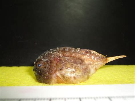 龍魚白痕可能是癌癥嗎？，龍魚白痕可能是癌癥嗎 龍魚白痕可能是癌癥嗎？，龍魚白痕可能是癌癥嗎 龍魚百科 第3張