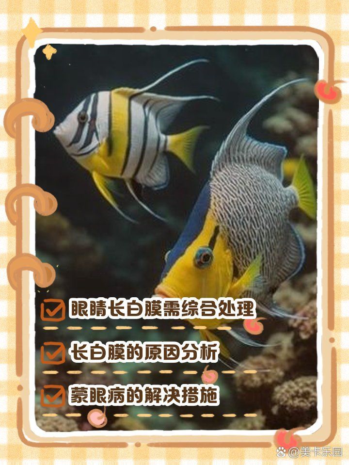 如何治療七彩神仙魚蒙眼，七彩神仙魚蒙眼怎么辦 如何治療七彩神仙魚蒙眼，七彩神仙魚蒙眼怎么辦 龍魚百科 第1張