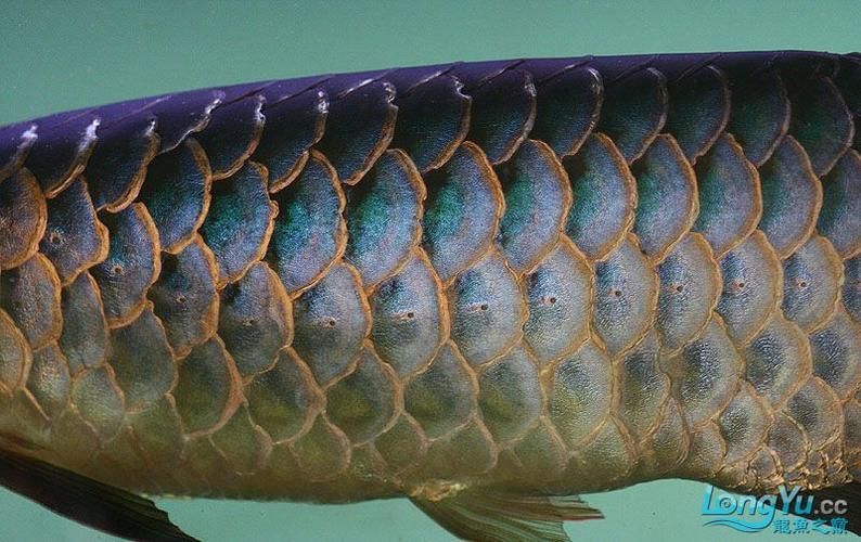 如何預(yù)防過(guò)背金龍魚(yú)生??？，scleropagesformosus（scleropagesformosus） 如何預(yù)防過(guò)背金龍魚(yú)生??？，scleropagesformosus（scleropagesformosus） 龍魚(yú)百科 第6張