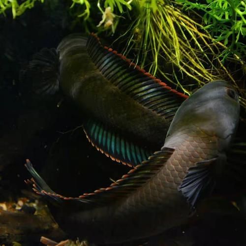 給我更多江里的龍魚圖片,關于江里龍魚,你了解多少? 龍魚百科 第7張 給我更多江里的龍魚圖片,關于江里龍魚,你了解多少? 給我更多江里的龍魚圖片,關于江里龍魚,你了解多少? 龍魚百科 第7張