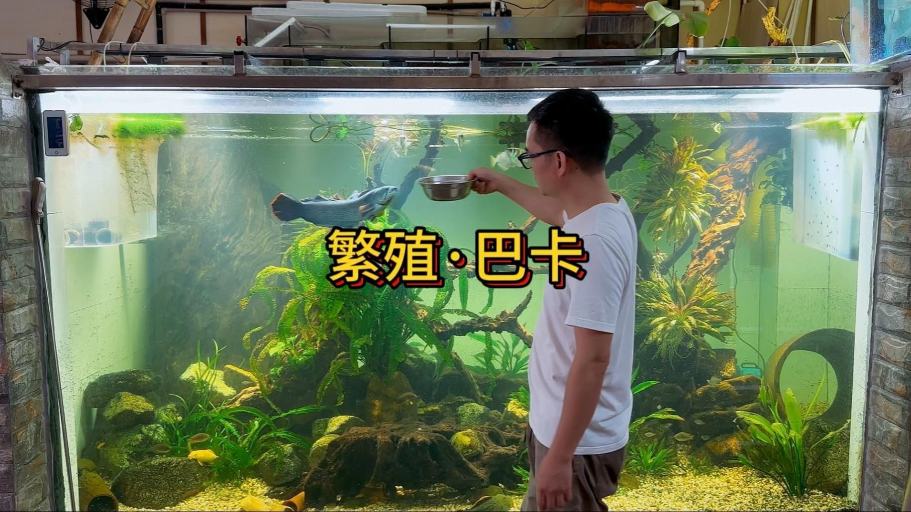 哪些維生素對龍魚鰭條恢復特別重要，維生素c的龍魚鰭條恢復特別重要思考完成龍魚鰭條恢復 哪些維生素對龍魚鰭條恢復特別重要，維生素c的龍魚鰭條恢復特別重要思考完成龍魚鰭條恢復 龍魚百科 第8張