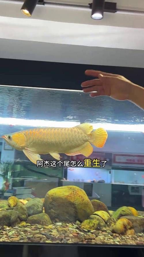 哪些維生素對龍魚鰭條恢復特別重要，維生素c的龍魚鰭條恢復特別重要思考完成龍魚鰭條恢復 哪些維生素對龍魚鰭條恢復特別重要，維生素c的龍魚鰭條恢復特別重要思考完成龍魚鰭條恢復 龍魚百科 第2張